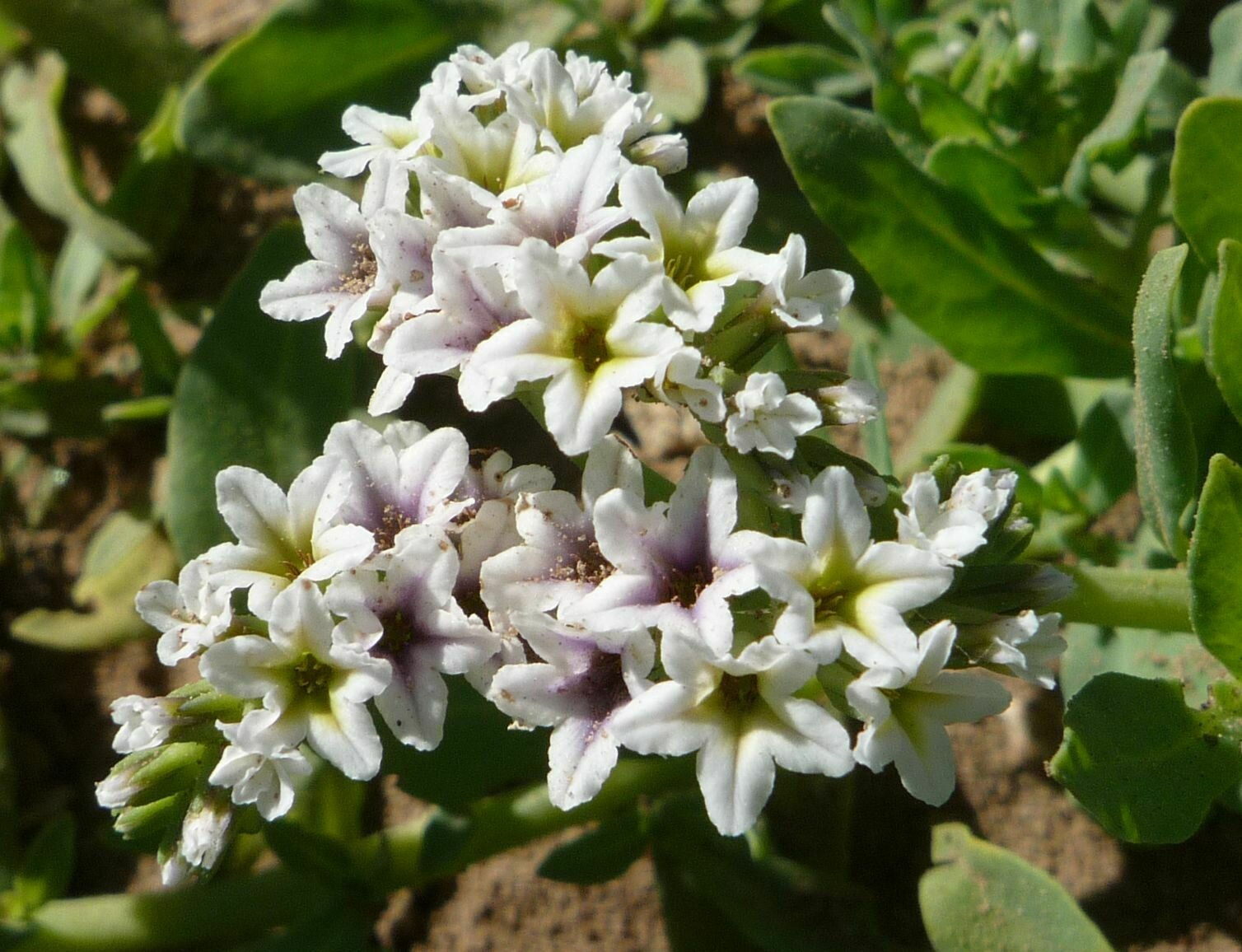 High Resolution Heliotropium curassavicum Flower